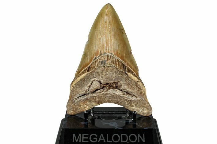 Fossil Megalodon Tooth - North Carolina #328426